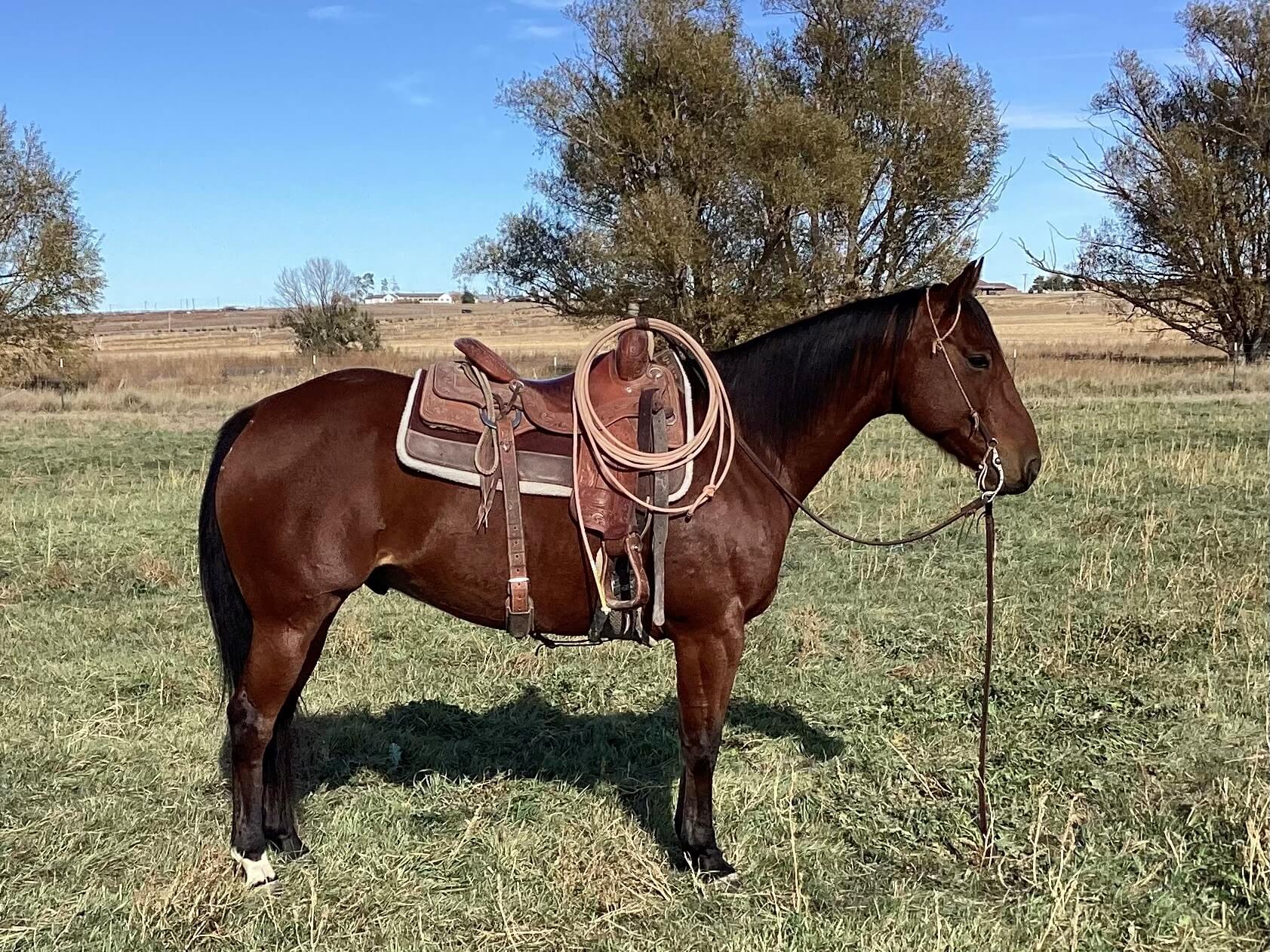 2023 Fort Worth Invitational Ranch Horse and Show | Silver Spur Ranches
